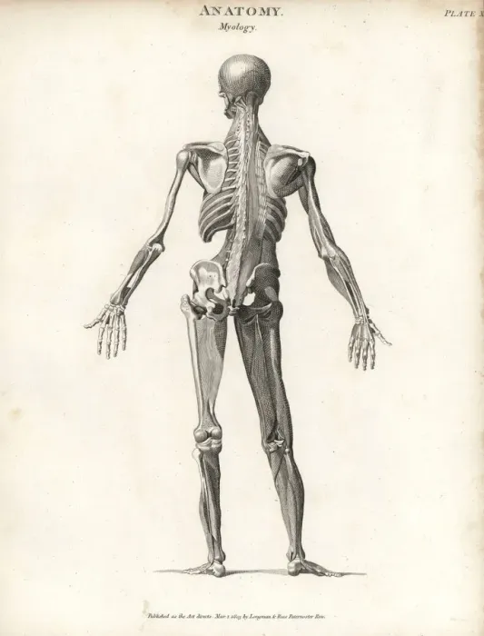 Framed Print : Anatomy of human musculature Framed Print : Anatomy of human musculature