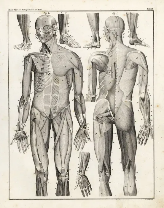 Framed Print : Anatomy of human musculature Framed Print : Anatomy of human musculature