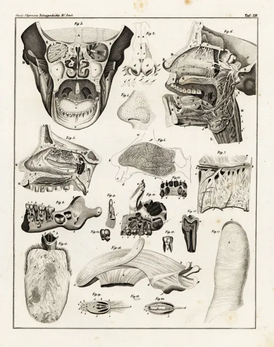 Framed Print : Anatomy of the human nose, mouth and finger Framed Print : Anatomy of the human nose, mouth and finger