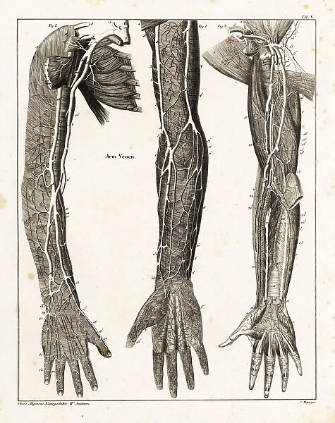 Anatomy of the human venal system in the arms