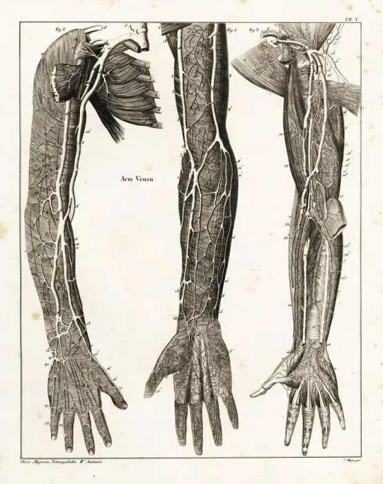 Framed Print : Anatomy of the human venal system in the arms Framed Print : Anatomy of the human venal system in the arms