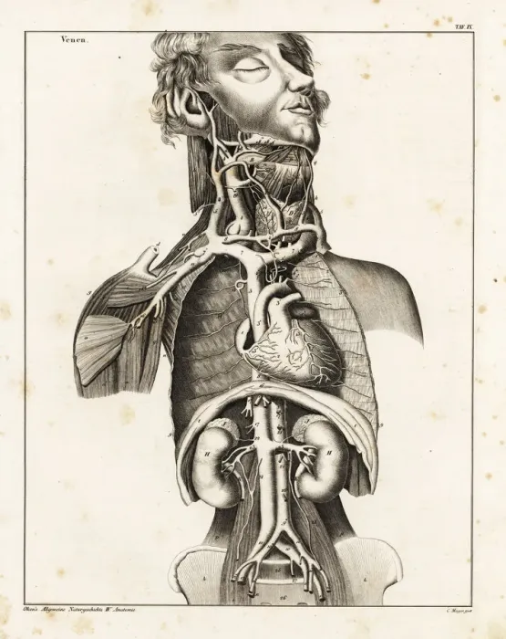 Framed Print : Anatomy of the human venal system in the upper torso Framed Print : Anatomy of the human venal system in the upper torso