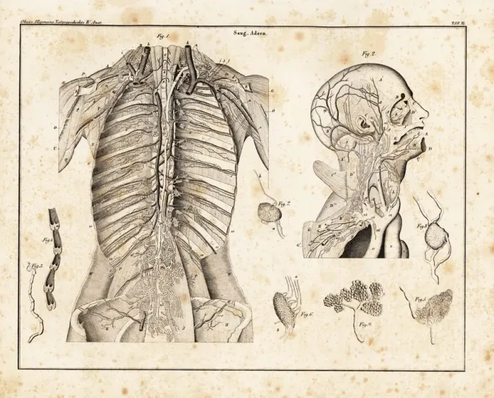 Framed Print : Anatomy of human venous return system in the upper torso Framed Print : Anatomy of human venous return system in the upper torso