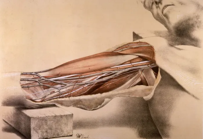 Framed Print : Anatomy, inner arm dissection post-mortem Framed Print : Anatomy, inner arm dissection post-mortem