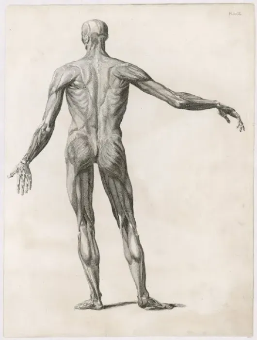 Framed Print : Anatomy / Muscles / Body Framed Print : Anatomy / Muscles / Body