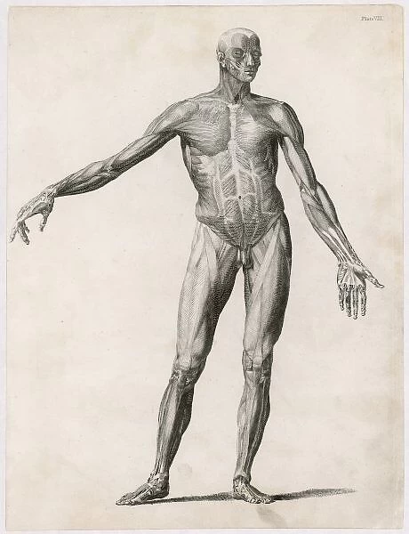 Anatomy  /  Muscles  /  Body
