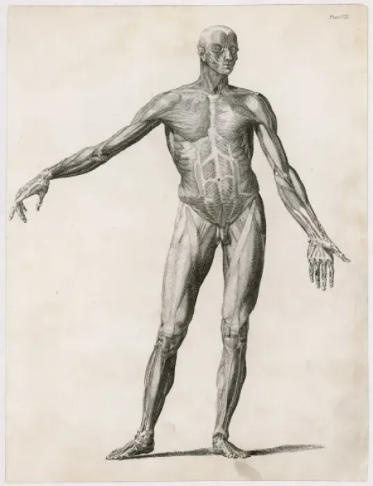 Framed Print : Anatomy / Muscles / Body Framed Print : Anatomy / Muscles / Body