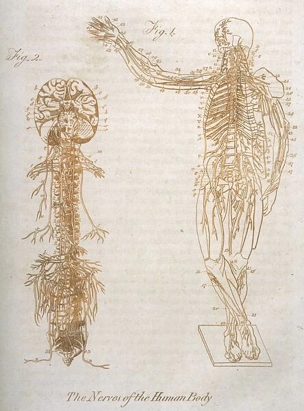 Anatomy: nervous System