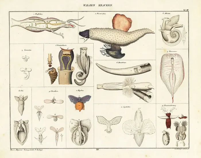 Framed Print : Anatomy of sea snails, sea angels, sea butterflies Framed Print : Anatomy of sea snails, sea angels, sea butterflies