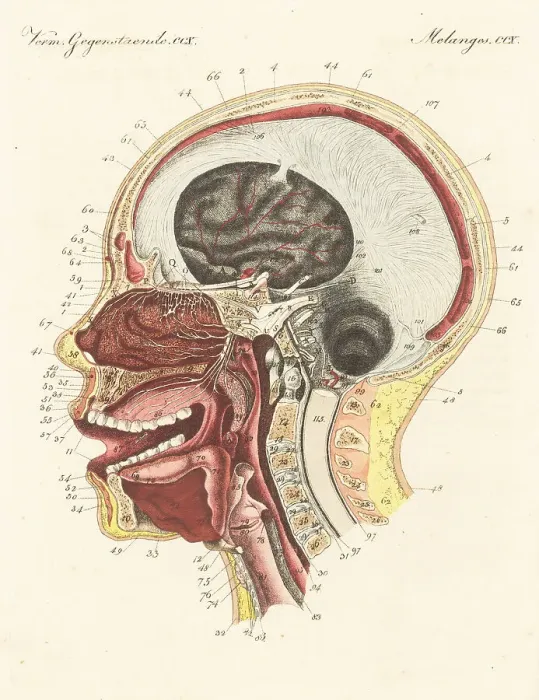 Framed Print : Anatomy of the sense of smell in the human nose Framed Print : Anatomy of the sense of smell in the human nose