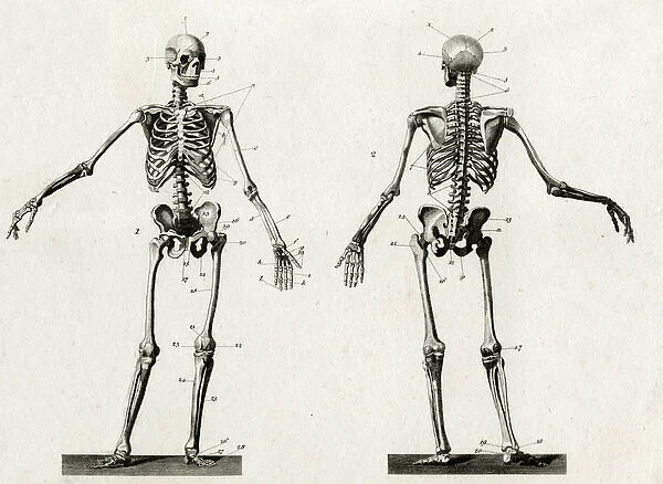 Anatomy skeleton. Diagram of the human skeleton from front and back