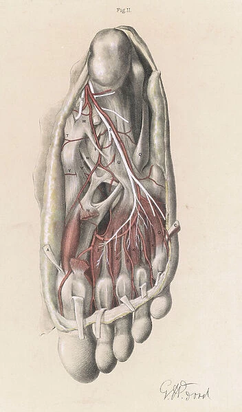 Anatomy  /  Sole of Foot