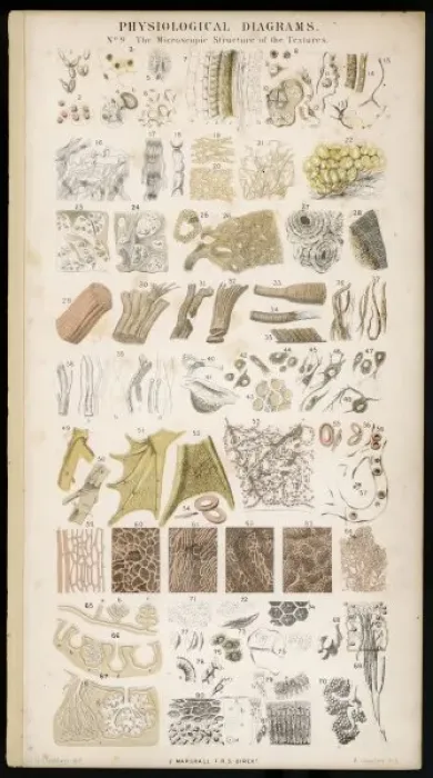 Framed Print : Anatomy / Various Parts Framed Print : Anatomy / Various Parts