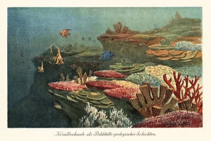 Framed Print : Ancient coral reefs on the ocean floor Framed Print : Ancient coral reefs on the ocean floor