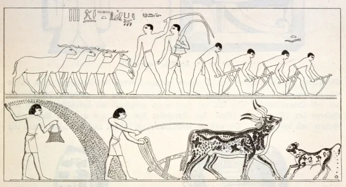 Framed Print : Ancient Egypt Farming Framed Print : Ancient Egypt Farming