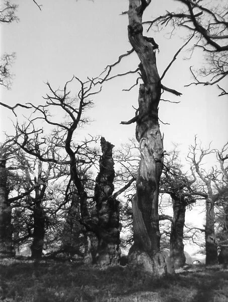 Ancient Oak Trees