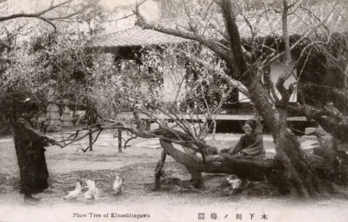 Framed Print : Ancient Plum Tree, Kinoshitagawa, Tokyo, Japan Framed Print : Ancient Plum Tree, Kinoshitagawa, Tokyo, Japan