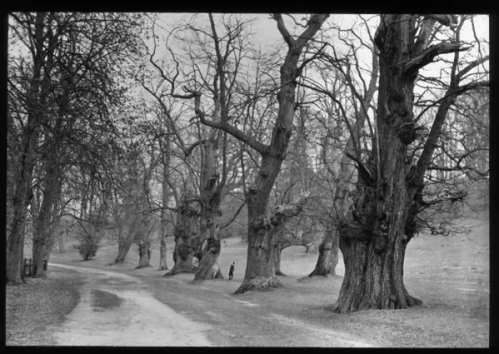 Framed Print : Ancient trees alongside a pathway Framed Print : Ancient trees alongside a pathway