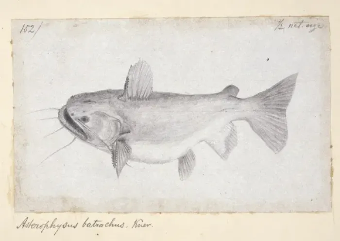 Framed Print : Ancistrus gibbiceps, Knu Framed Print : Ancistrus gibbiceps, Knu