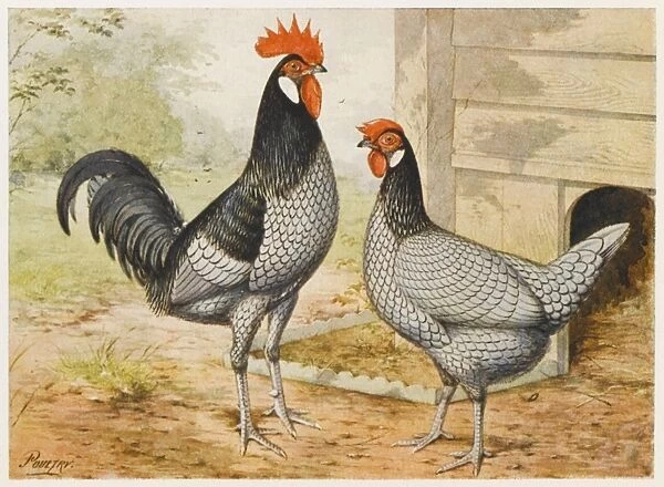 Andalusian Cock & Hen