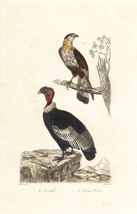 Framed Print : Andean condor and southern crested caracara Framed Print : Andean condor and southern crested caracara