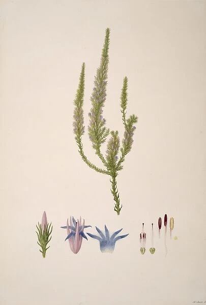 Andersonia caerulea, foxtail
