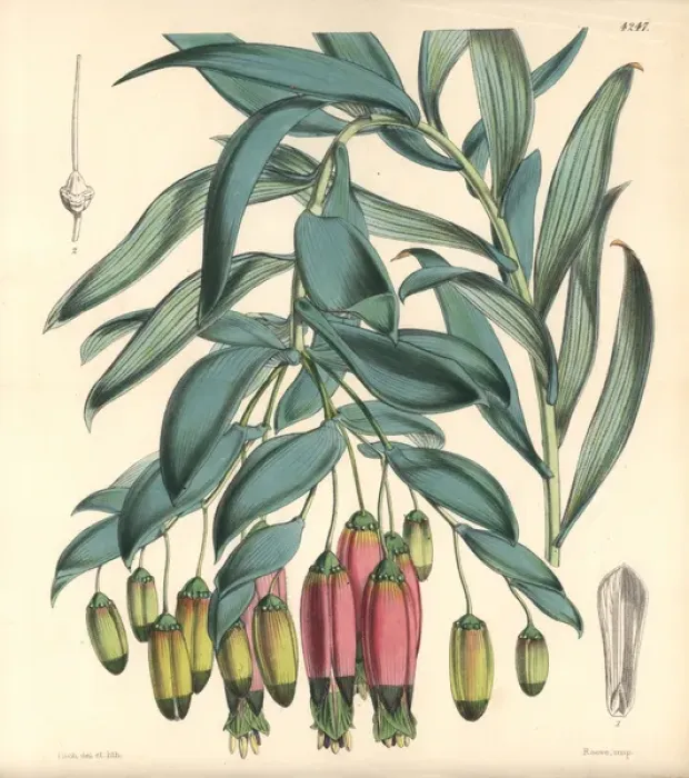 Framed Print : Andinamarc collania, Bomarea andimarcana Framed Print : Andinamarc collania, Bomarea andimarcana