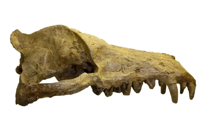 Framed Print : Andrewsarchus mongoliencis, Skull cast Framed Print : Andrewsarchus mongoliencis, Skull cast