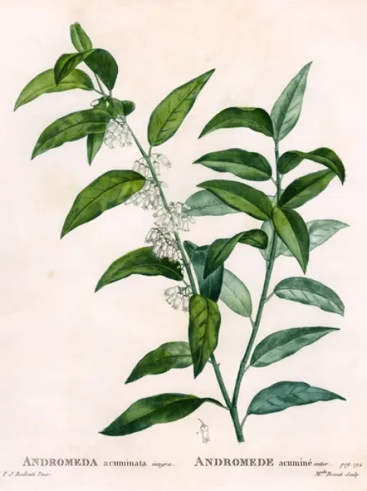 Framed Print : Andromeda Acuminata Framed Print : Andromeda Acuminata