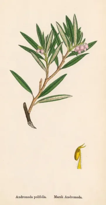 Framed Print : Andromeda Polifolia Framed Print : Andromeda Polifolia