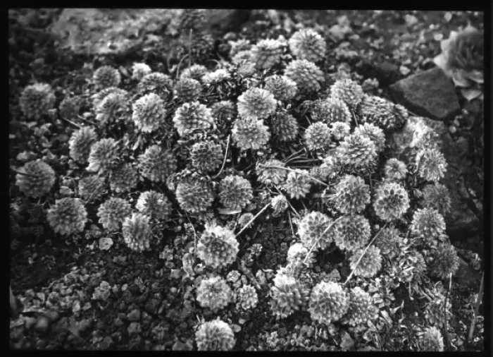Framed Print : Androsace Chumbii (Chumbyi) in winter Framed Print : Androsace Chumbii (Chumbyi) in winter