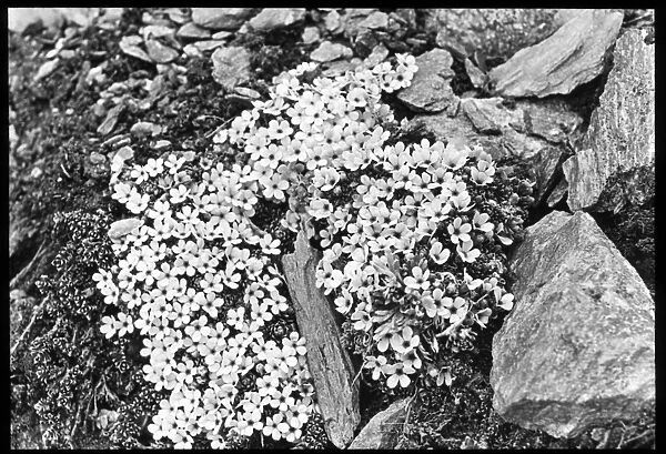 Androsace Glacialis, of the Primulaceae family