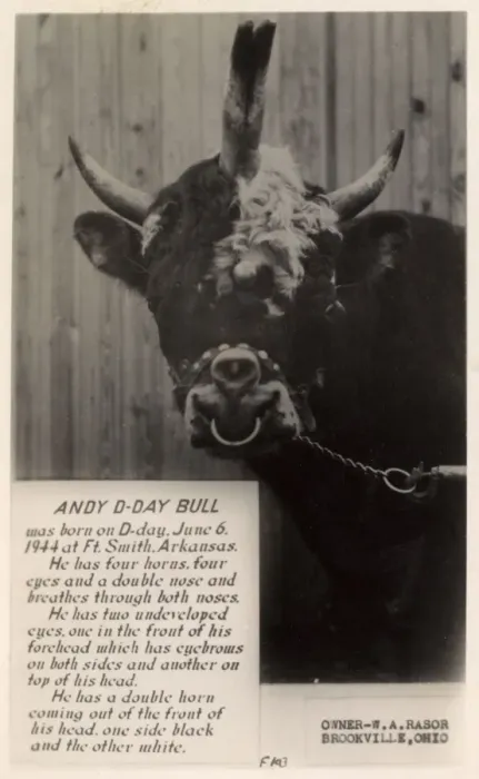 Framed Print : Andy the D-Day Bull of Brookville, Ohio, USA Framed Print : Andy the D-Day Bull of Brookville, Ohio, USA