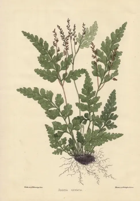 Framed Print : Aneimia cicutaria fern showing leaves and roots Framed Print : Aneimia cicutaria fern showing leaves and roots