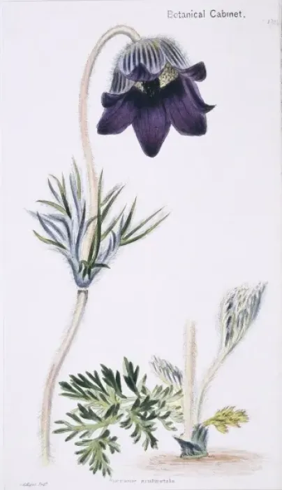 Framed Print : Anemone acutipetala, anemone or alpine Framed Print : Anemone acutipetala, anemone or alpine