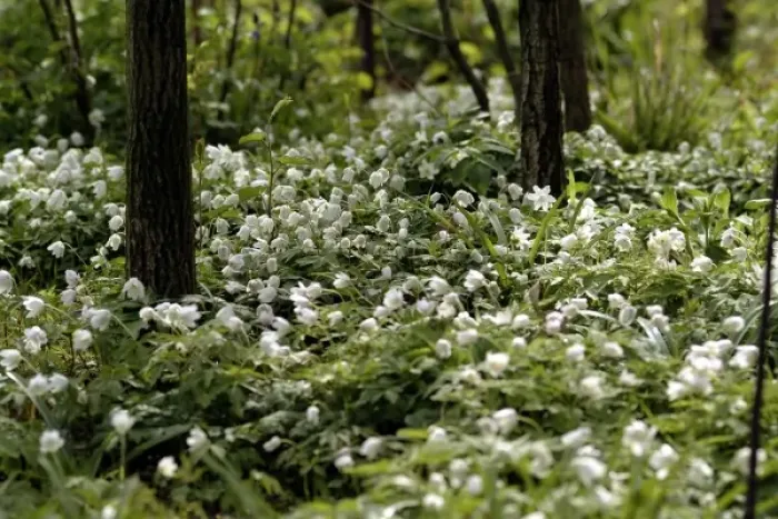 Framed Print : Anemone nemorosa, wood anemone