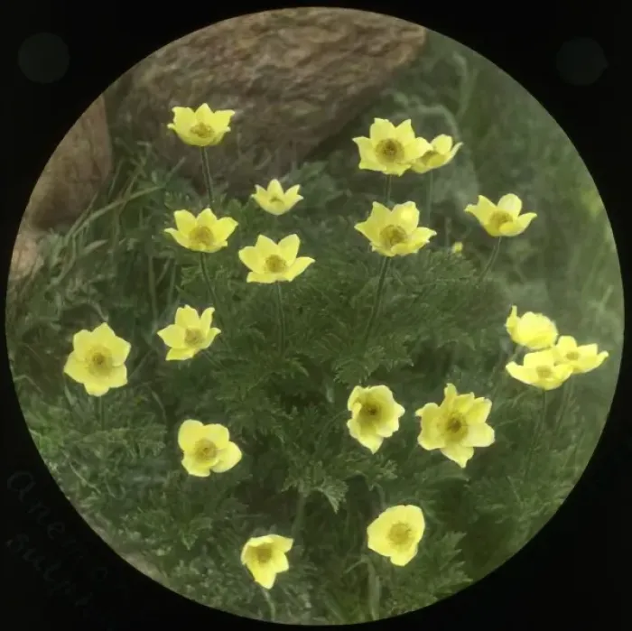 Framed Print : Anemone Obtusiloba Sulphurea Framed Print : Anemone Obtusiloba Sulphurea
