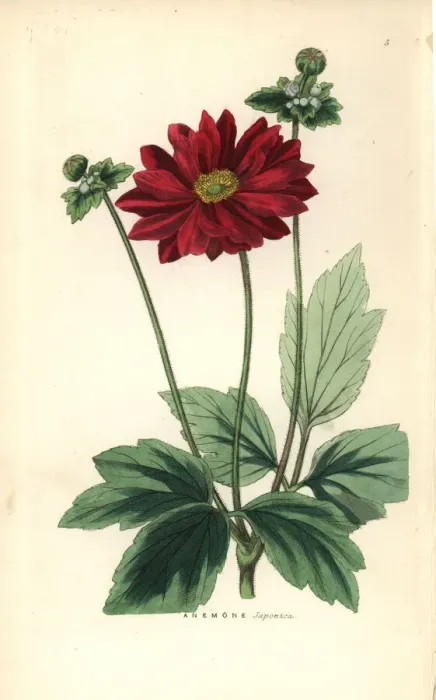 Framed Print : Anemone scabiosa Framed Print : Anemone scabiosa