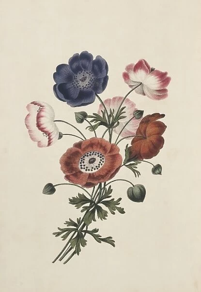 Anemone sp. anemone