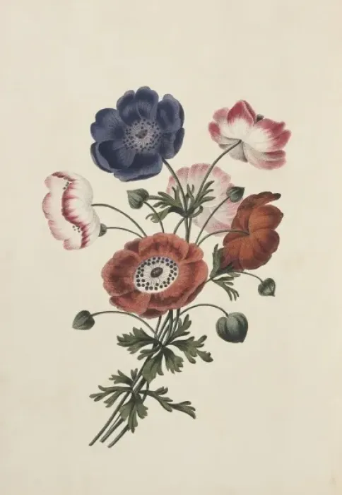 Framed Print : Anemone sp. anemone Framed Print : Anemone sp. anemone