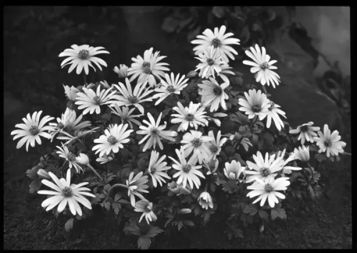 Framed Print : Anemone -- unidentified species