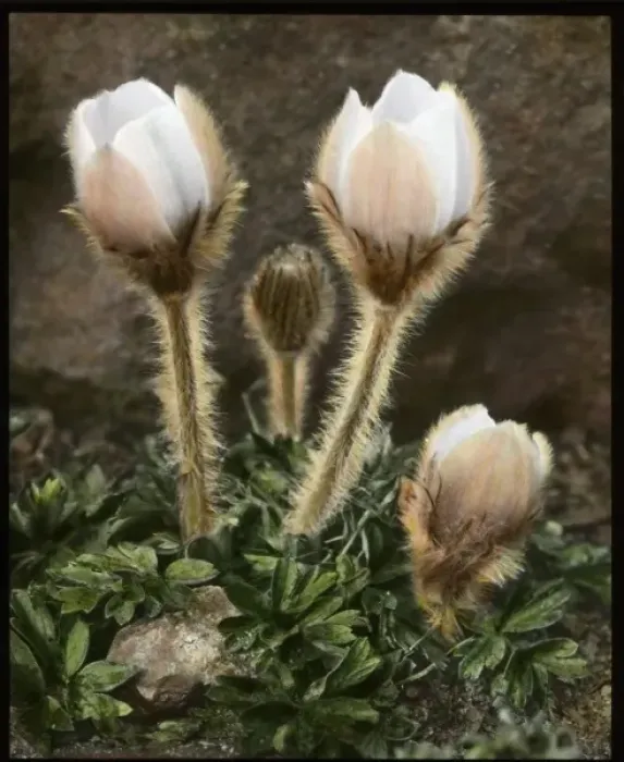 Framed Print : Anemone Vernalis (Pulsatilla Vernalis) Framed Print : Anemone Vernalis (Pulsatilla Vernalis)