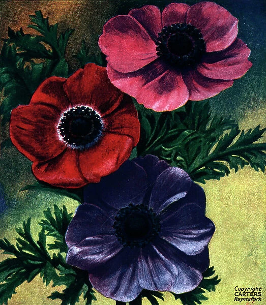 Anemones. Picture of three Anemones, in pink, red and violet