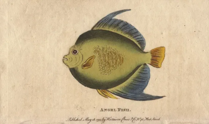 Framed Print : Angel fish or monk fish, Pomacanthidae Framed Print : Angel fish or monk fish, Pomacanthidae
