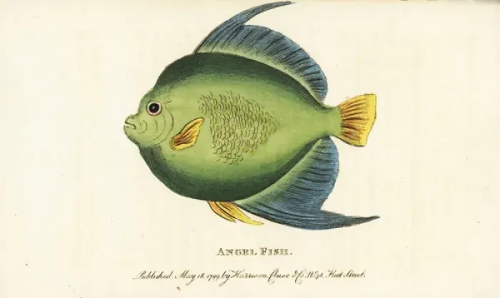Framed Print : Angel fish or monk fish, Pomacanthus species Framed Print : Angel fish or monk fish, Pomacanthus species