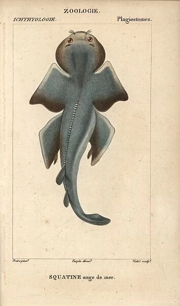 Angel shark, Squatina squatina