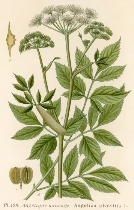 Framed Print : Angelica Silvestris Framed Print : Angelica Silvestris