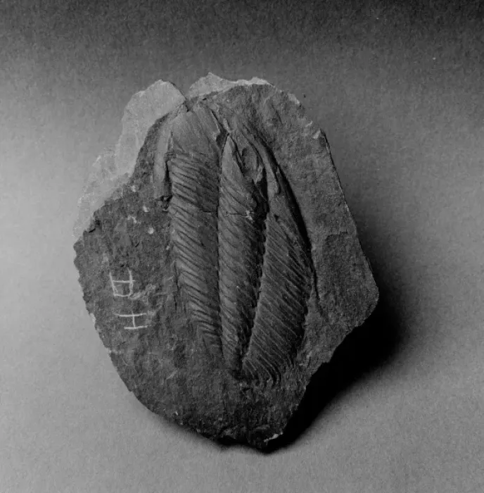 Framed Print : Angelina, stretched trilobite Framed Print : Angelina, stretched trilobite