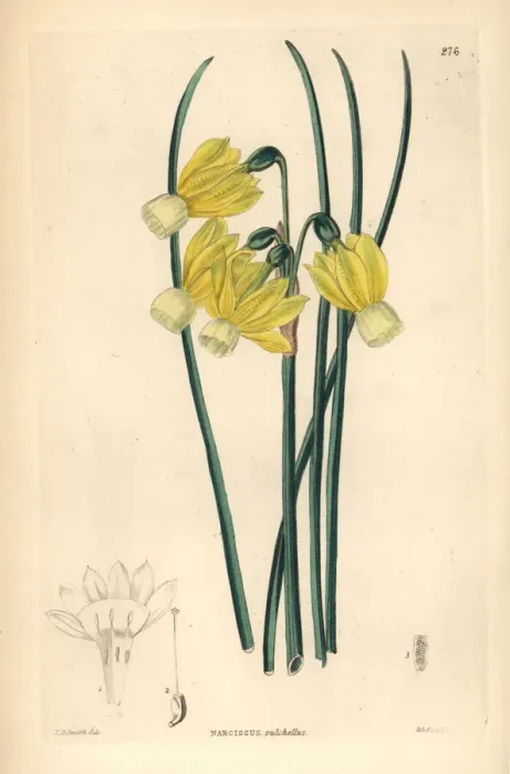 Framed Print : Angels tears daffodil, Narcissus triandrus Framed Print : Angels tears daffodil, Narcissus triandrus