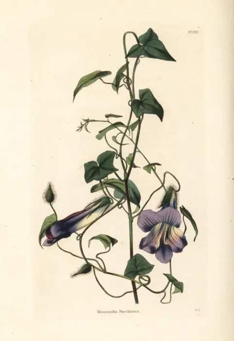 Framed Print : Angels trumpet or Mexican viper, Maurandya barclayana Framed Print : Angels trumpet or Mexican viper, Maurandya barclayana